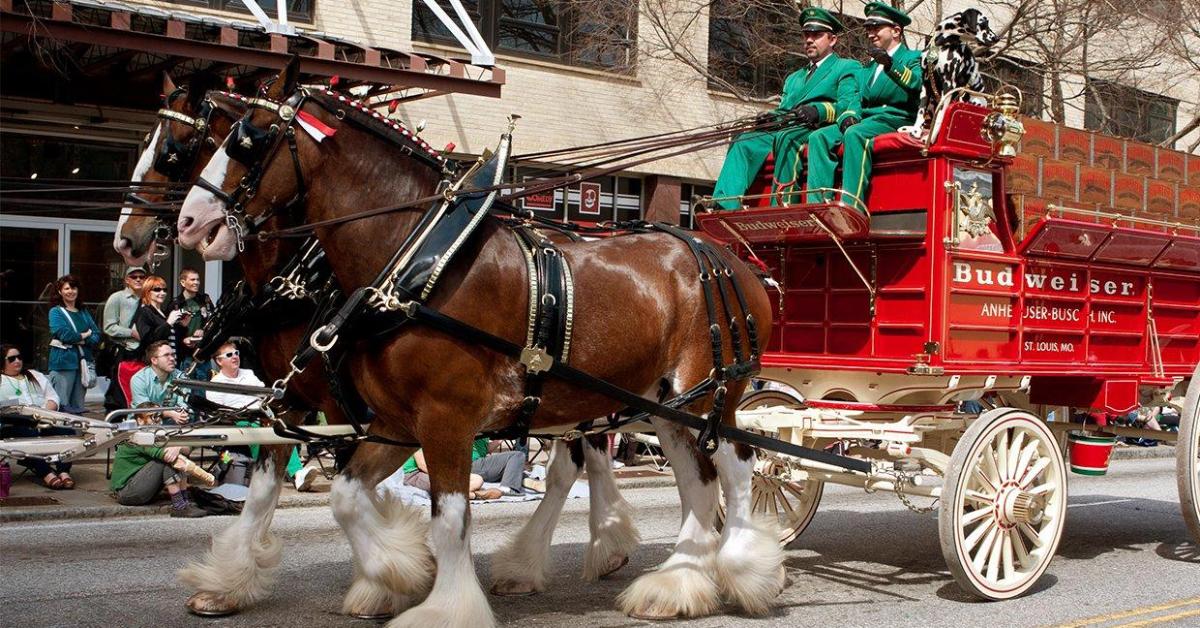 Budweiser Clydesdales reportedly coming to Clemson | TigerNet